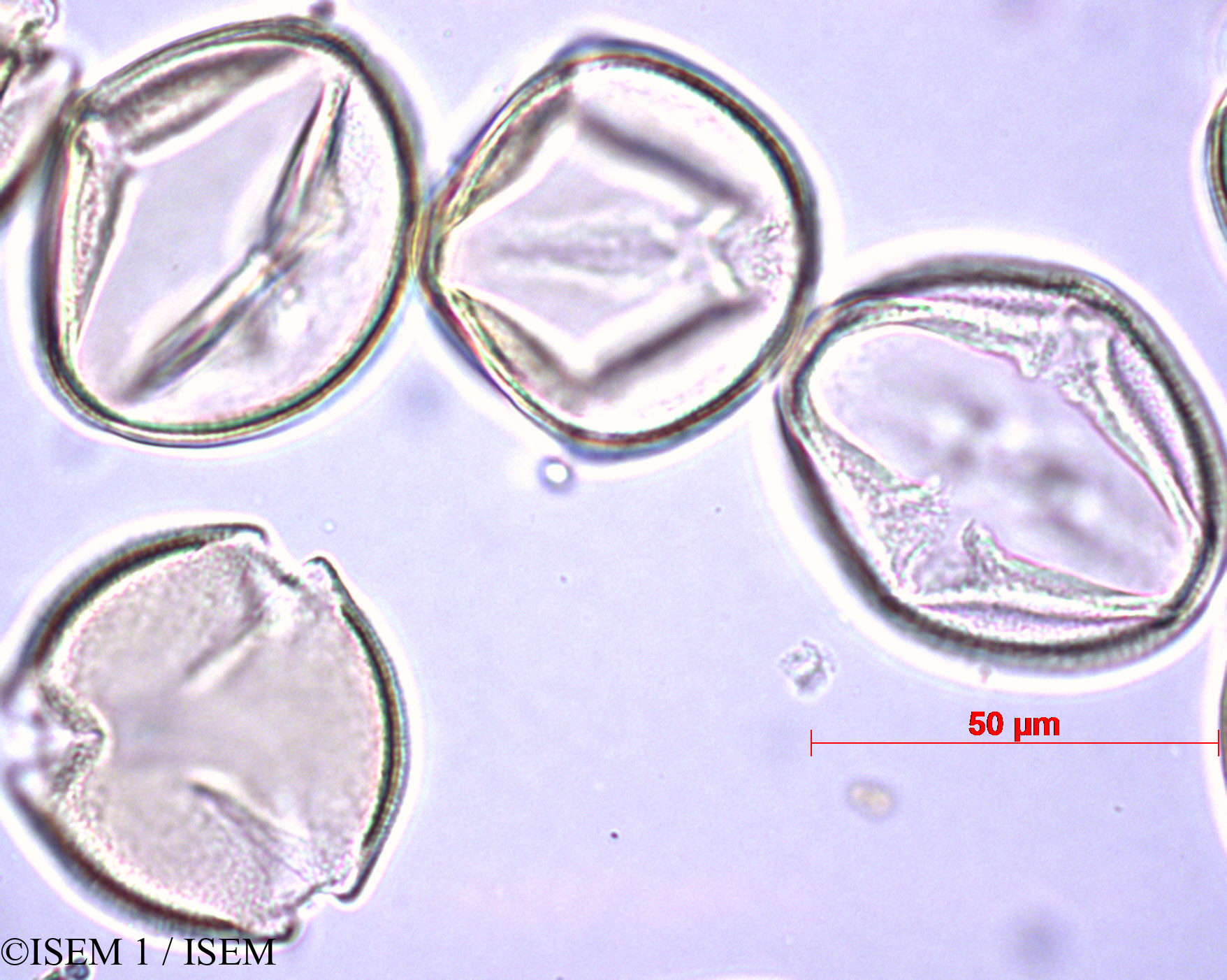 ISEM 1/Prunus_dulcis_27892/Prunus_dulcis_27892_0003(copy).jpg